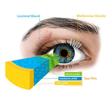 Illustration of eye with glands and tear film labeled 