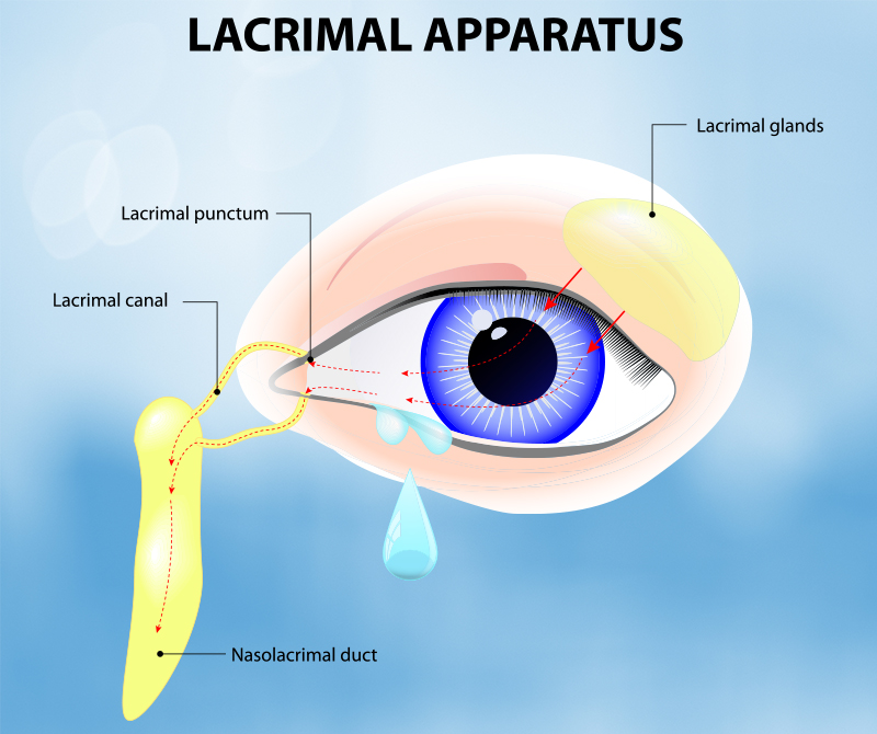 Lacrimal Apparatus